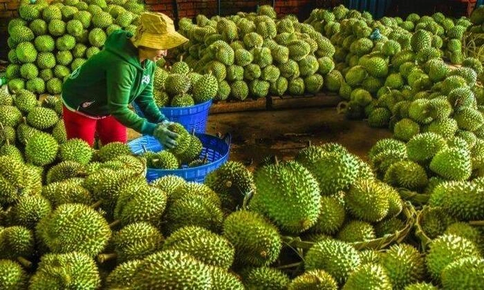 【RCEP财讯】越南新鲜榴梿超越泰国，成为中国市场主力
