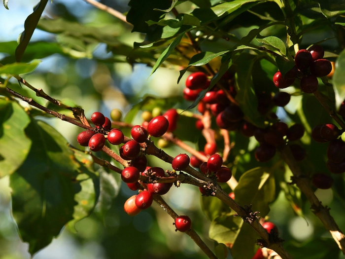 【RCEP财讯】越南罗布斯塔咖啡豆价格持续上涨，咖啡农面临压力